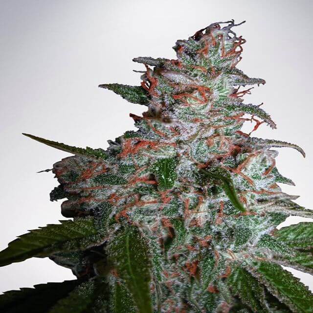 Buy Ministry of Cannabis Seeds Northern Lights MOC FEM