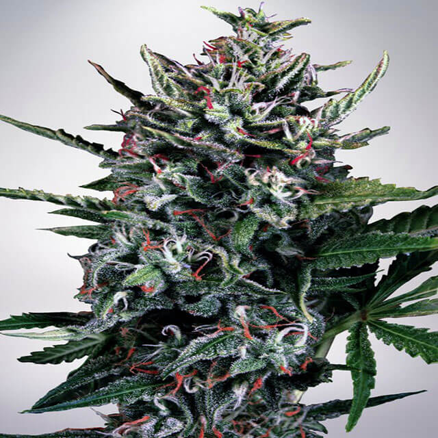 Buy Ministry of Cannabis Seeds Auto Silver Bullet  FEM