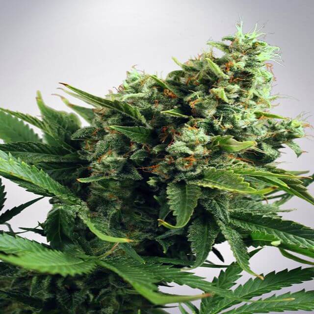 Buy Ministry of Cannabis Seeds Auto White Widow FEM