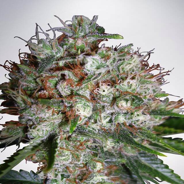 Buy Ministry of Cannabis Seeds Big Bud XXL FEM