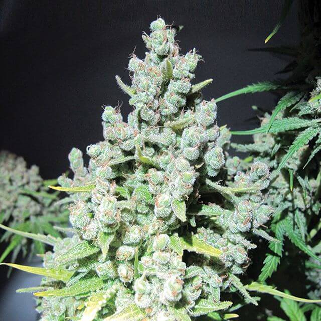 Buy Medical Seeds Malakoff  FEM