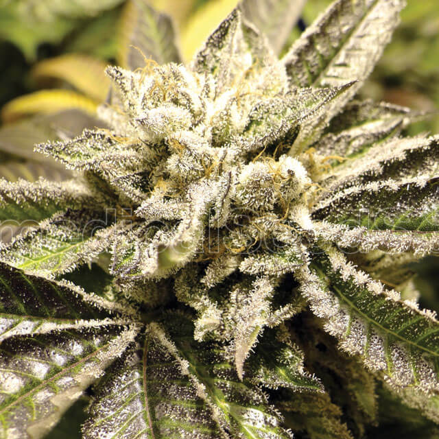 Buy Medical Seeds Canadian Kush  FEM