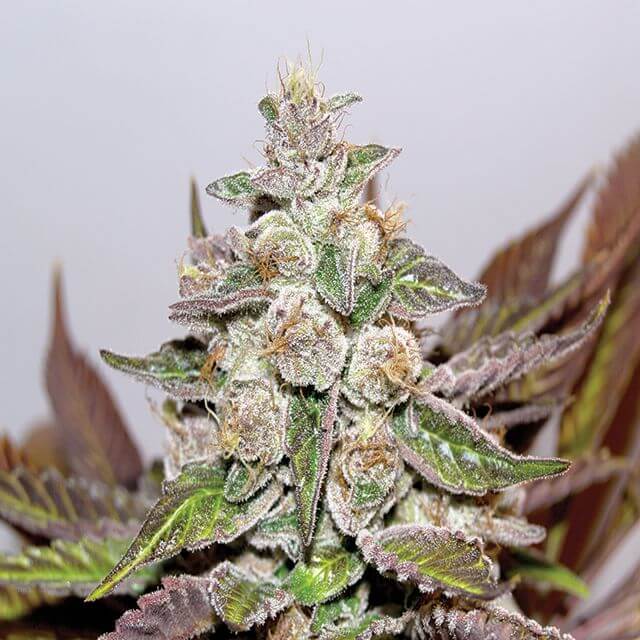 Buy Medical Seeds Mendocino Purple Kush  FEM