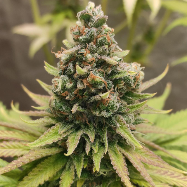 Original Sensible Seeds Tiramisu Image 3