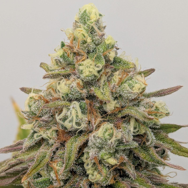 Original Sensible Seeds Tiramisu Image 4