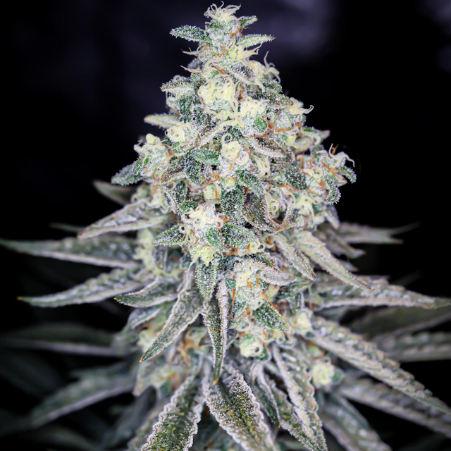 Original Sensible Seeds Tiramisu Image 5