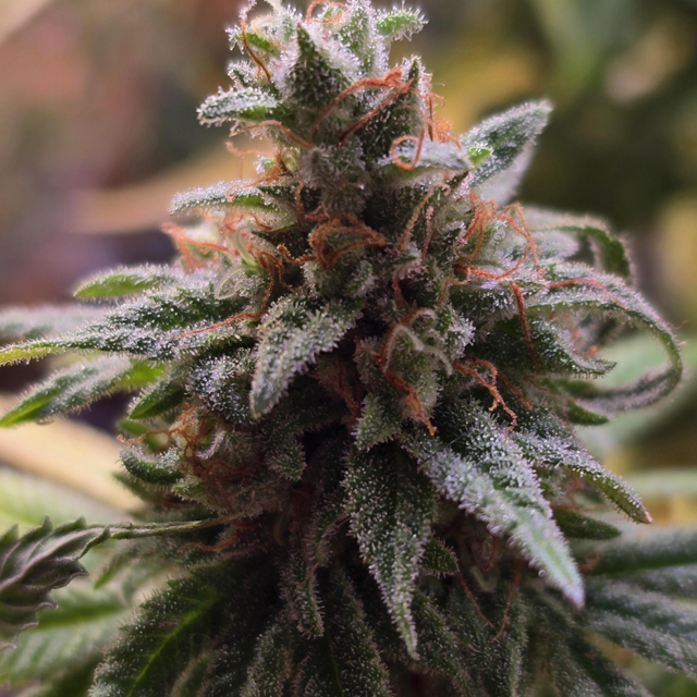 Original Sensible Seeds Tiramisu Image 6